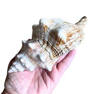 Florida State Shell Horse Conch, From Florida